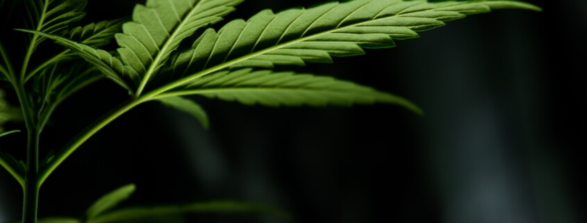 Cannabis Insurance in Connecticut